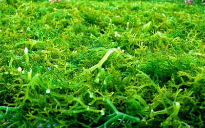 uploads/news/2020/08/riset-biota-laut-untuk-72065cfab35e18f_400.jpg