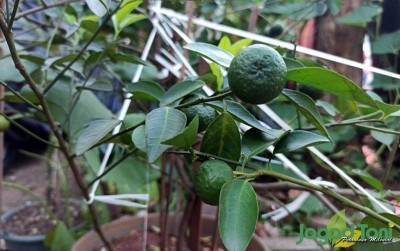 uploads/news/2020/08/sedapnya-wangi-aroma-jeruk-5724216c07bed1c_400.jpeg