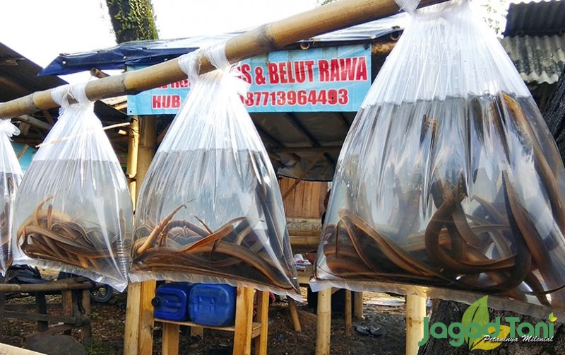 uploads/news/2020/08/seluk-beluk-bisnis-belut-80720187d4c42d9.jpg