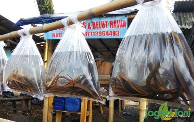 uploads/news/2020/08/seluk-beluk-bisnis-belut-80720187d4c42d9_400.jpg