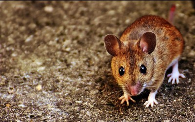 uploads/news/2020/08/tikus-penguasa-bumi-selain-57328f6e73c60e1_400.jpg