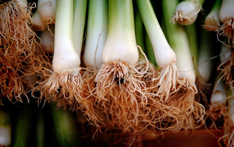 uploads/news/2020/09/agar-daun-bawang-tetap-9947751ea357bb5.jpg