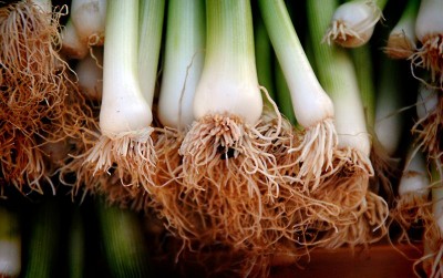 uploads/news/2020/09/agar-daun-bawang-tetap-9947751ea357bb5_400.jpg