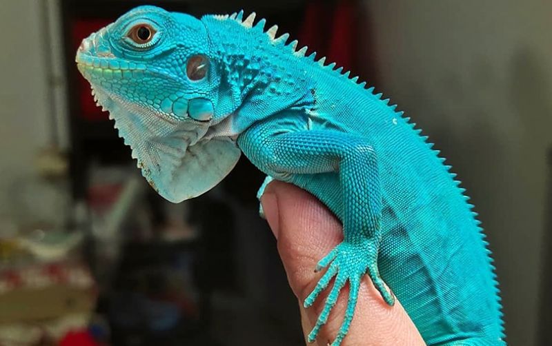 uploads/news/2020/09/berkenalan-dengan-si-biru-643948169793f2f.jpeg
