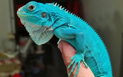 uploads/news/2020/09/berkenalan-dengan-si-biru-643948169793f2f_400.jpeg