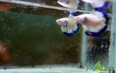 uploads/news/2020/09/blue-rim-yang-mempesona-99780d899977b8c_400.JPG