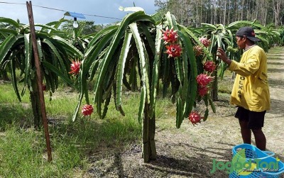 uploads/news/2020/09/buah-naga-spesial-papua-34481c33d33c1e9_400.JPG