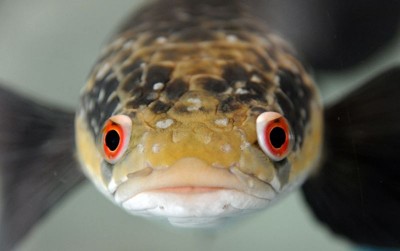 uploads/news/2020/09/channa-marulioides-di-mata-33901c0169fef72_400.jpg