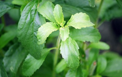 uploads/news/2020/09/daun-stevia-tanaman-pengganti-897916e937f0fd8_400.jpg