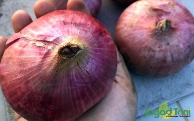 uploads/news/2020/09/dilema-hadirnya-bawang-merah-57712a8cd62b276_400.JPEG