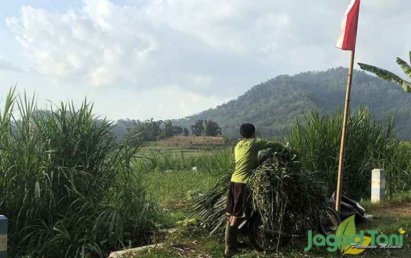 uploads/news/2020/09/emas-di-balik-rumput-14431ff308f76ab.jpg