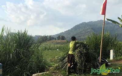 uploads/news/2020/09/emas-di-balik-rumput-14431ff308f76ab_400.jpg
