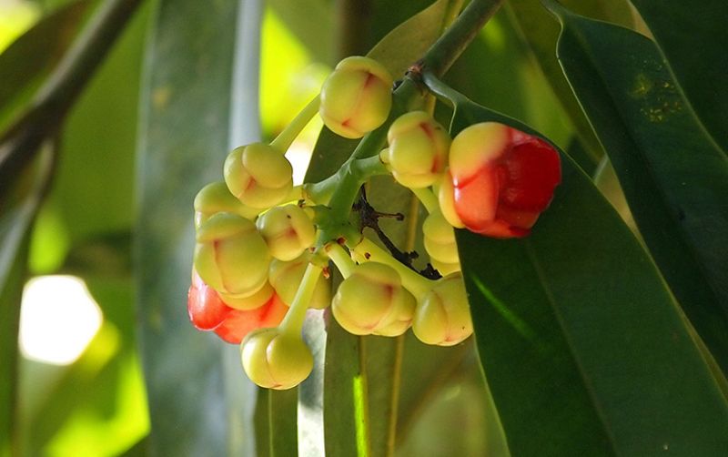 uploads/news/2020/09/herbal-pelangsing-ala-dosen-878046d4b67fbd3.jpg