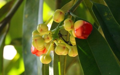 uploads/news/2020/09/herbal-pelangsing-ala-dosen-878046d4b67fbd3_400.jpg