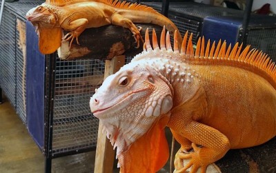 uploads/news/2020/09/iguana-morph-si-reptil-45672a385b0d11d_400.jpeg