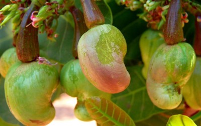 uploads/news/2020/09/jambu-mete-di-bekas-3375272e0440b42_400.jpg