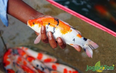 uploads/news/2020/09/kenali-penyakit-ikan-konsumsi-11589b089d446aa_400.jpg