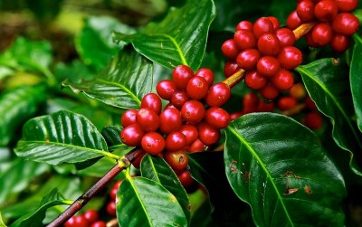 uploads/news/2020/09/kualitas-tinggi-biji-kopi-80768a6100851d4_400.jpg