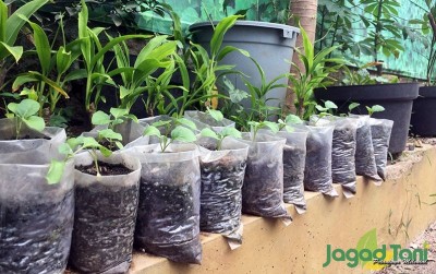 uploads/news/2020/09/memanfaatkan-plastik-sebagai-media-70976793665e32f_400.jpeg