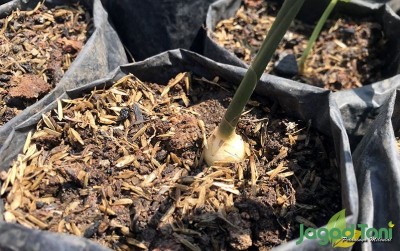 uploads/news/2020/09/memilih-bibit-unggul-jahe-4385107f3ee6f4d_400.jpeg