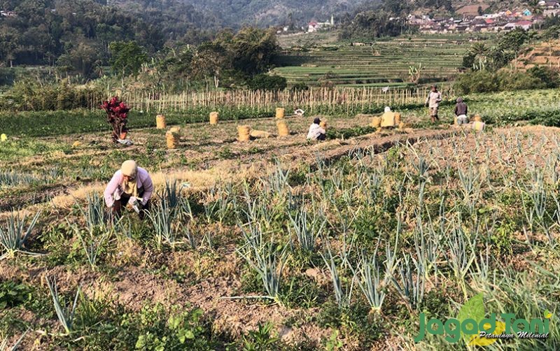 uploads/news/2020/09/mengenal-jasa-panen-bawang-70530ba184405f3.jpg