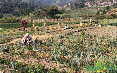 uploads/news/2020/09/mengenal-jasa-panen-bawang-70530ba184405f3_400.jpg