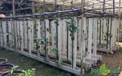 uploads/news/2020/09/mengenal-sistem-bercocoktanam-akuaponik-243340d4514c826_400.jpeg