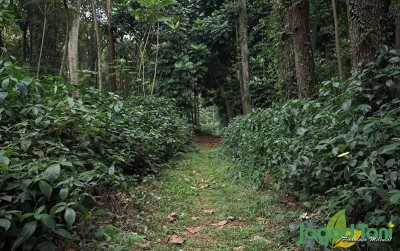 uploads/news/2020/09/mengintip-isi-hutan-penelitian-68609e9851431bc_400.JPG