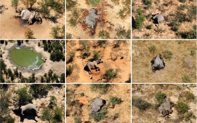 uploads/news/2020/09/misteri-kematian-ratusan-gajah-58640b9fb9d37bd_400.jpg