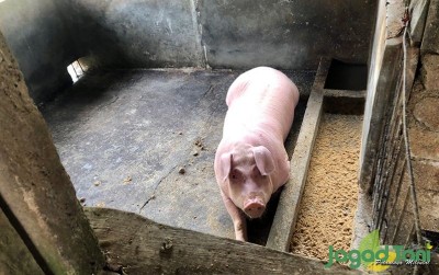 uploads/news/2020/09/mulai-bangkitnya-peternak-babi-6017209f88a9ba5_400.JPG