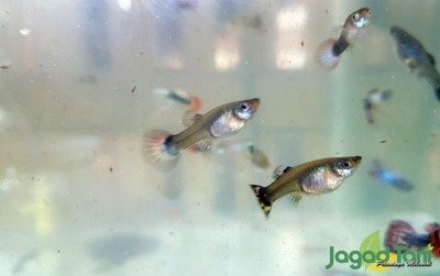 uploads/news/2020/09/naik-daun-ikan-guppy-61553a913475f50_400.jpg