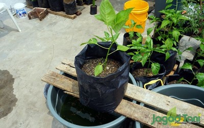 uploads/news/2020/09/panen-berlimpah-dengan-sistem-428049c713ee83c_400.JPG