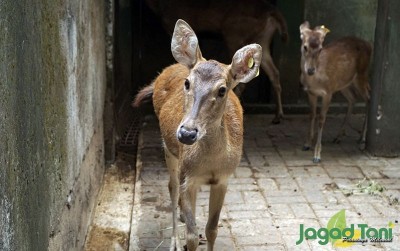 uploads/news/2020/09/penangkaran-rusa-di-hutan-3042327e7263926_400.JPG
