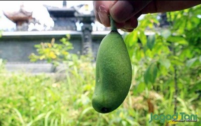 uploads/news/2020/09/poh-bikul-mangga-langka-902839fd29ce254_400.jpg