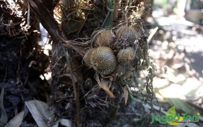 uploads/news/2020/09/salak-gading-yang-kaya-852351e70042ec2_400.JPG