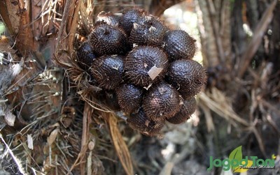uploads/news/2020/09/terbang-tinggi-si-salak-48373fe0358a97e_400.JPG
