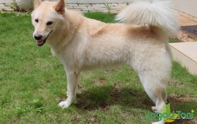 uploads/news/2020/10/asyiknya-ditemani-anjing-kintamani-6321854f3dc360a_400.JPG