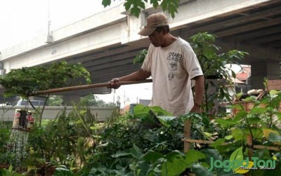 uploads/news/2020/10/berkebun-di-bawah-kolong-94782a42291586d_400.jpg