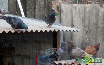uploads/news/2020/10/beternak-burung-merpati-bagi-689841dd34de5ea_400.JPG