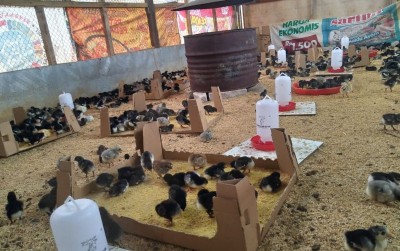 uploads/news/2020/10/bisnis-manis-ternak-ayam-86250f95dc9ca69_400.jpg