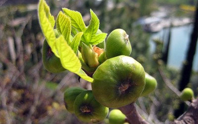 uploads/news/2020/10/budidaya-buah-dari-surga-22613379762afdf_400.jpg