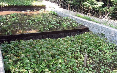 uploads/news/2020/10/budidaya-wasabi-di-kota-373841d16760494_400.jpg