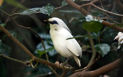 uploads/news/2020/10/jalak-bali-bangkit-kembali-27686f5eee7f118_400.jpg