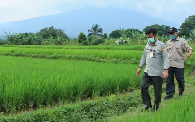 uploads/news/2020/10/jurus-mentan-bantu-petani-486127584122a99.jpeg