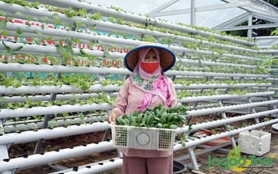 uploads/news/2020/10/ketahanan-pangan-ala-poktan-7153164defd8ba8_400.JPG
