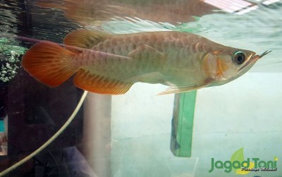 uploads/news/2020/10/langkanya-si-raja-arwana-70901d1a0985e0e_400.jpg