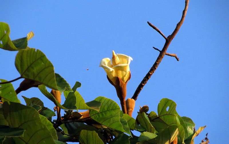 uploads/news/2020/10/layar-ponsel-dari-kayu-375410b7e0e40d1.jpg