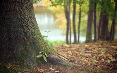 uploads/news/2020/10/manfaatkan-hutan-sebagai-ketahanan-6097154163a7c27_400.jpg