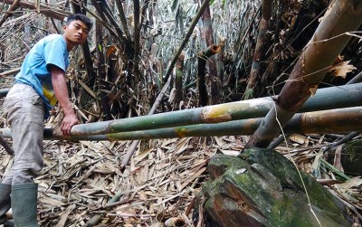 uploads/news/2020/10/memanen-bambu-di-gunung-28080dcbfe4a15b_400.jpg