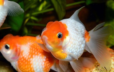 uploads/news/2020/10/memilih-ikan-hias-untuk-531962fbdc32666_400.jpg